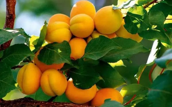 Kayısı, Malatya’nın Stratejik Değeridir