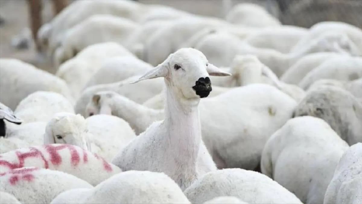 Malatya’da 100 Küçükbaş Hayvan Desteği Başladı: Başvurular Açıldı