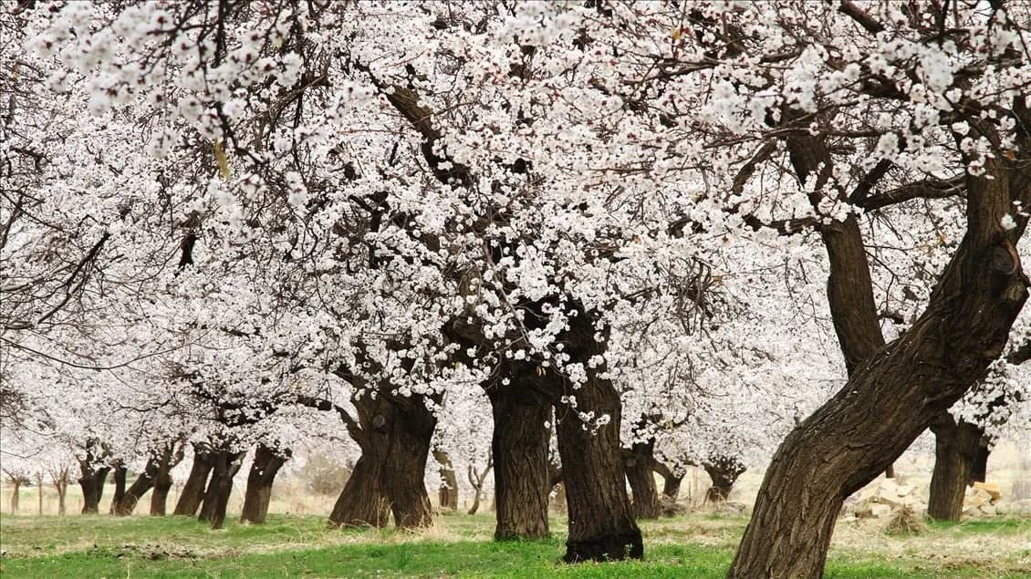Malatya’da Zirai Don Alarmı: Kayısı Çiçekleri Tehlikede